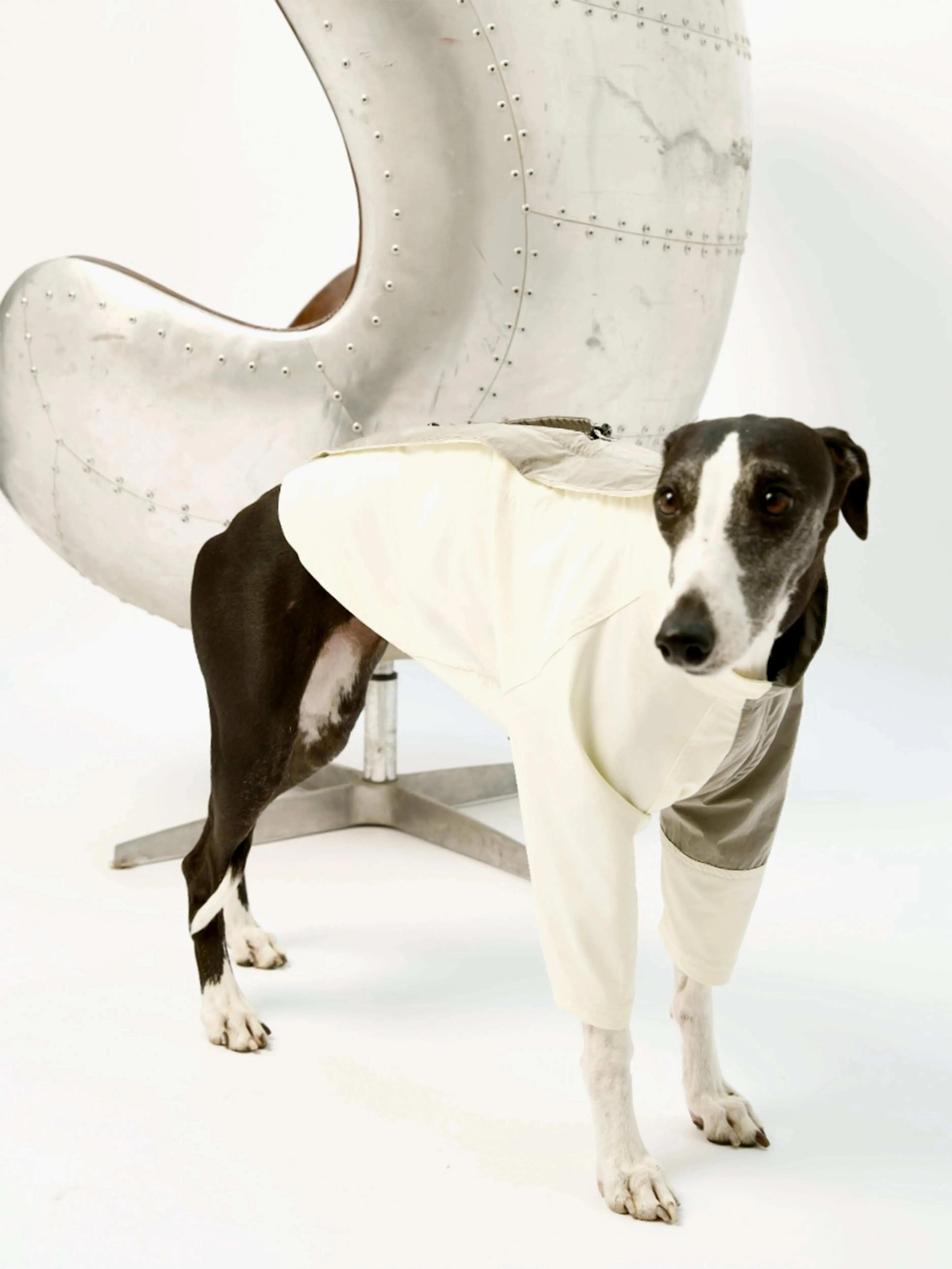 WeatherFlex RoverShell Dog Jacket