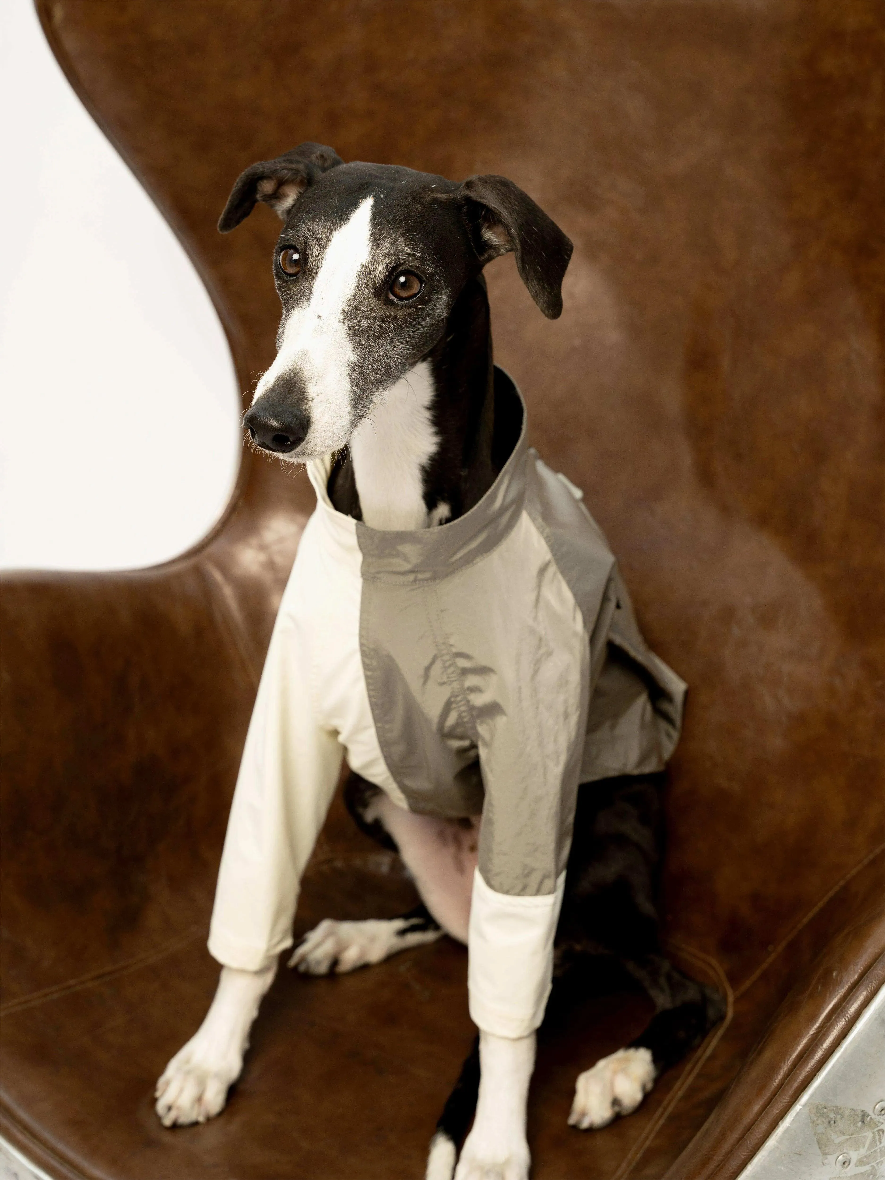 WeatherFlex RoverShell Dog Jacket